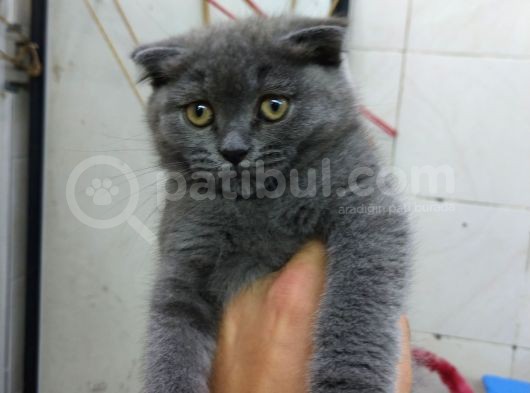 2 Aylık Dişi British Kedi görsel