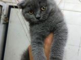 2 Aylık Dişi British Kedi