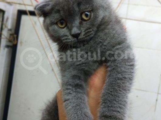 2 Aylık Dişi British Kedi görsel