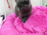 2 Aylık Dişi British Kedi