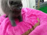 2 Aylık Dişi British Kedi