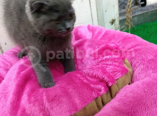 2 Aylık Dişi British Kedi görsel