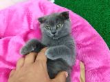 2 Aylık Dişi British Kedi