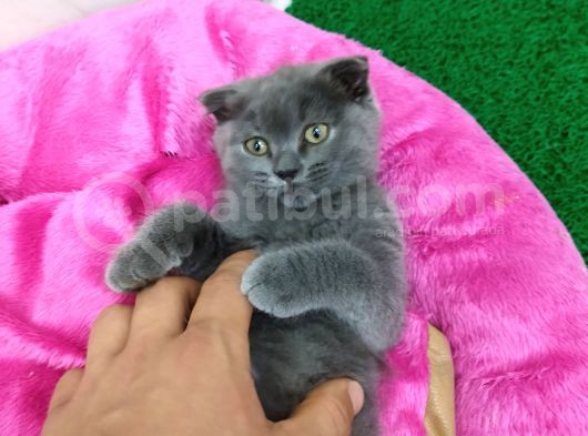 2 Aylık Dişi British Kedi