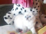 A Kalite Scottish Fold Blue Point Yavrular