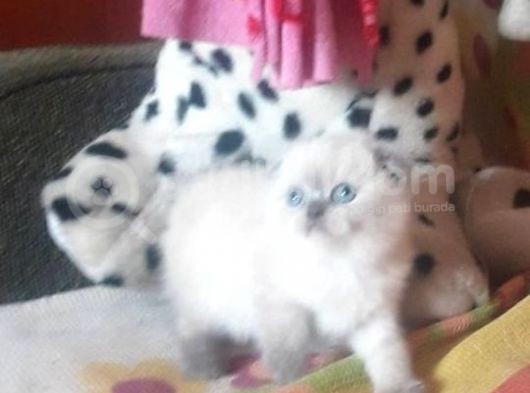 A Kalite Scottish Fold Blue Point Yavrular görsel