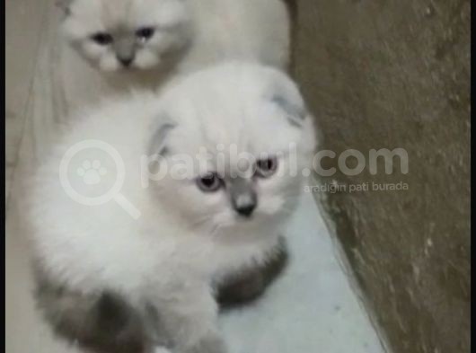 A Kalite Scottish Fold Blue Point Yavrular görsel