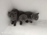 Dünya Tatlısı British Shorthair Yavrular Yuvasını Arıyor