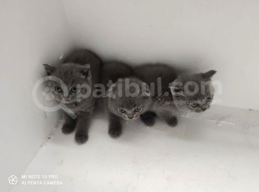 Dünya Tatlısı British Shorthair Yavrular Yuvasını Arıyor