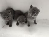 Dünya Tatlısı British Shorthair Yavrular Yuvasını Arıyor