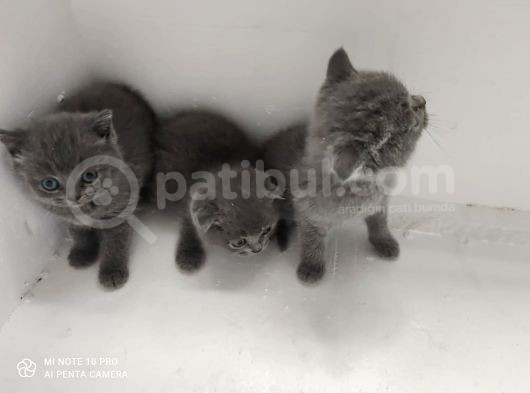 Dünya Tatlısı British Shorthair Yavrular Yuvasını Arıyor görsel