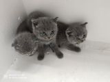 Dünya Tatlısı British Shorthair Yavrular Yuvasını Arıyor
