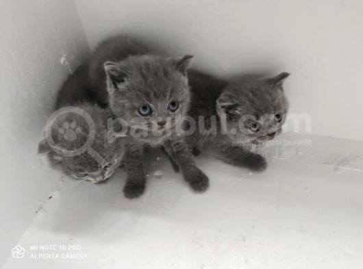 Dünya Tatlısı British Shorthair Yavrular Yuvasını Arıyor görsel