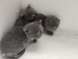 Dünya Tatlısı British Shorthair Yavrular Yuvasını Arıyor