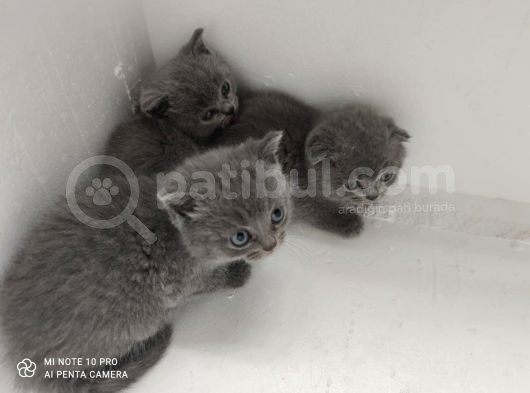 Dünya Tatlısı British Shorthair Yavrular Yuvasını Arıyor görsel