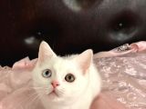 Tam Çocuklar İçin Oyuncu Ve Enerjisi Hiç Bitmiyor