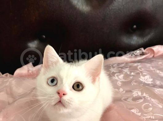 Tam Çocuklar İçin Oyuncu Ve Enerjisi Hiç Bitmiyor görsel