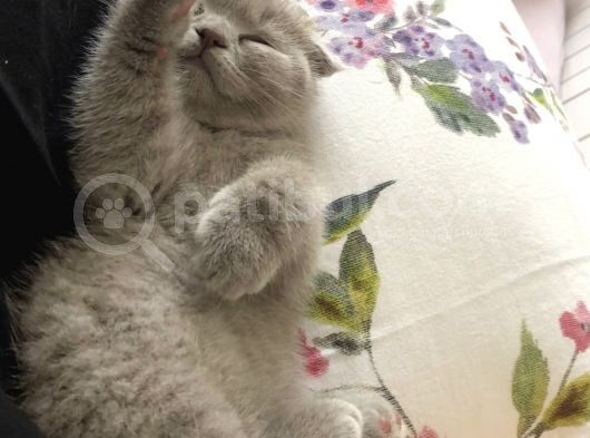 Lilac Scottish Fold Yavru görsel