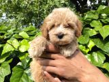 Micro Küçük Boy Maltipoo