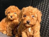 Aranan Renk Koyu Kızıl (Red Brown Poodle)