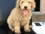 3 Aylık Apricot Poodle Yavrumuz