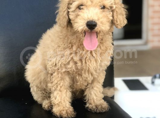 3 Aylık Apricot Poodle Yavrumuz görsel