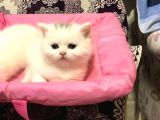 Son 1 Tane Scottish Fold Yavrumuz 55 Günlük