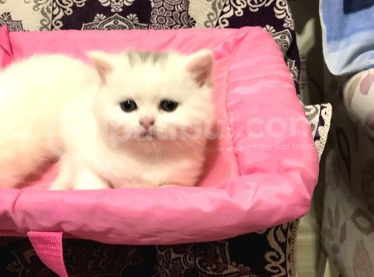 Son 1 Tane Scottish Fold Yavrumuz 55 Günlük