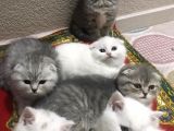 15 Gün Sonra Teslim Scottish Fold Yavrular