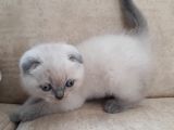 Scottish Fold 1. Sınıf Yavrular