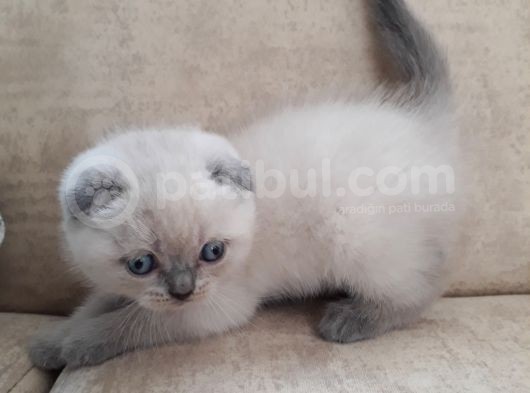 Scottish Fold 1. Sınıf Yavrular görsel