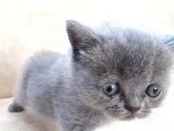 Scottish Fold 1. Sınıf Yavrular