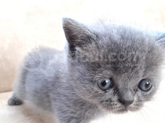 Scottish Fold 1. Sınıf Yavrular görsel