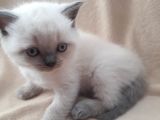 Scottish Fold 1. Sınıf Yavrular
