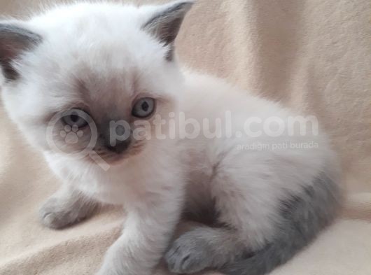 Scottish Fold 1. Sınıf Yavrular görsel