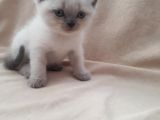 Scottish Fold 1. Sınıf Yavrular