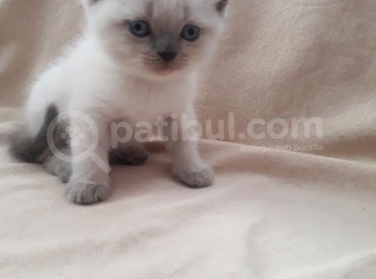 Scottish Fold 1. Sınıf Yavrular görsel
