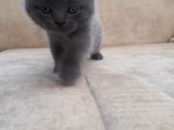 Scottish Fold 1. Sınıf Yavrular