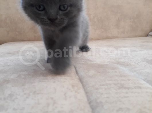 Scottish Fold 1. Sınıf Yavrular görsel