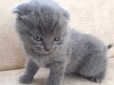 Scottish Fold 1. Sınıf Yavrular