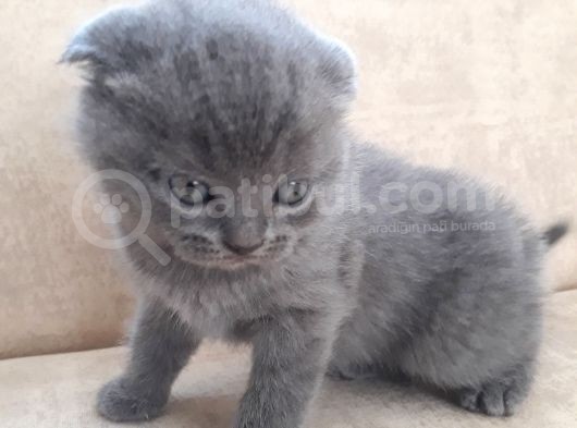 Scottish Fold 1. Sınıf Yavrular görsel