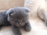 Scottish Fold 1. Sınıf Yavrular