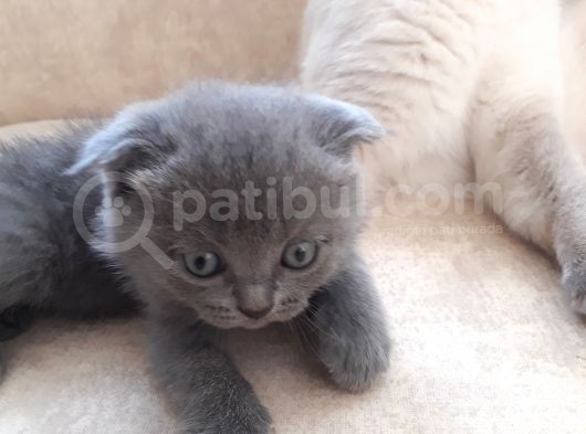 Scottish Fold 1. Sınıf Yavrular