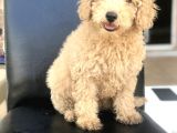 3 Aylık Apricot Poodle Yavrumuz