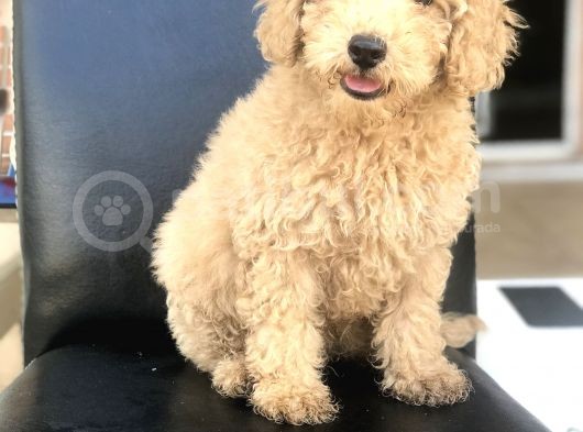 3 Aylık Apricot Poodle Yavrumuz görsel