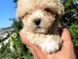 Biblo Gibi Maltipoo
