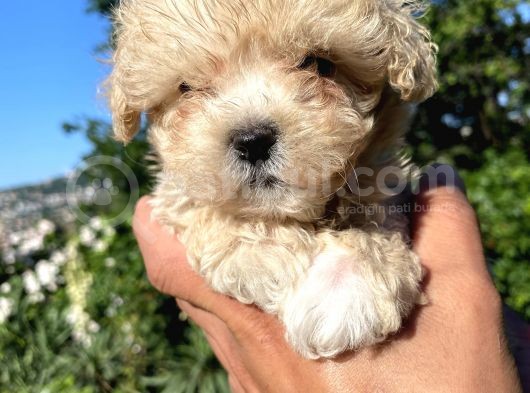 Biblo Gibi Maltipoo görsel