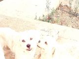 1 Yaşında Maltese Terrier Kardeşler