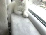 Son 1 Tane Scottish Fold Yavrumuz 55 Günlük