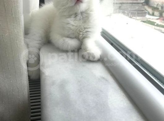 Son 1 Tane Scottish Fold Yavrumuz 55 Günlük görsel